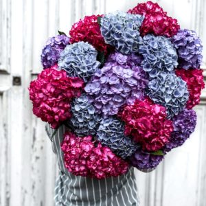 Bouquet d'hortensias