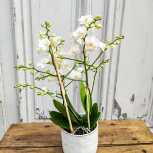 Orchidée phalaenopsis blanc