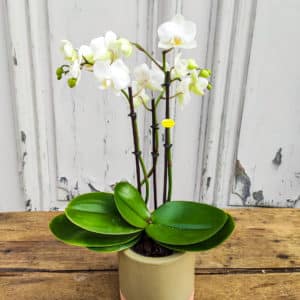 Orchidée phalaenopsis blanc