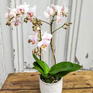 Orchidée phalaenopsis rose