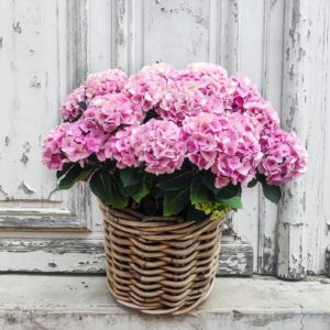 Hortensia en pot