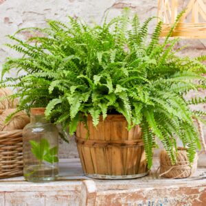 Nephrolepis